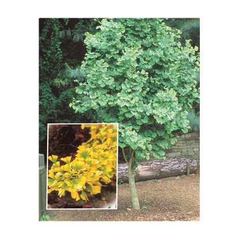 GINKGO BILOBA - Arbre / arbuste