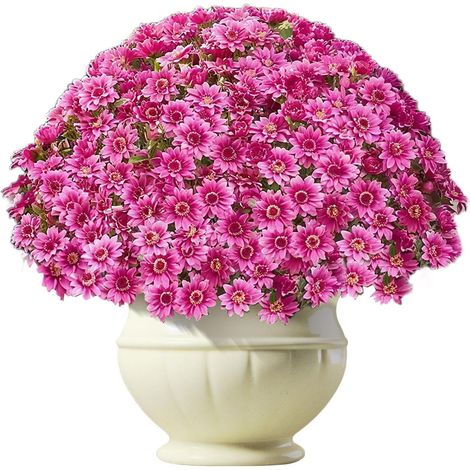Chrysanthèmes Artificiels pour Extérieur - Lot de 10 (1/5)