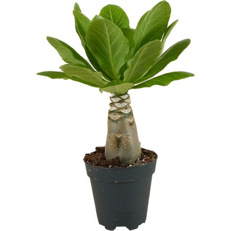 Bloomique - Brighamia Insignis - Palmier d'Hawaï - Plantes d'intérieur - Purifiant l'air - Facile d'entretien - Pot 12cm - Hauteur 25-35 cm