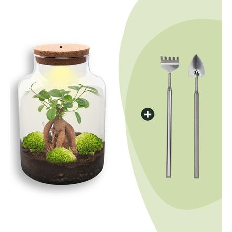 Terrarium de Plantes DIY avec Lumière Écosystème Autonome Ficus Ginseng Bonsai Ø 21 cm H 30 cm - PANGIVO