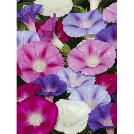 Volubilis 'Lazy Luxe' le sachet de 70 graines (2g) (1/2)