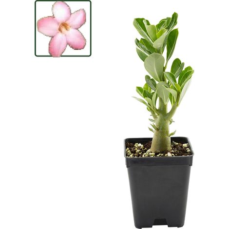 Adenium arabicum cv "Tiny Ding Dong" - rosa del deserto - vaso quadro 7x7x8 cm