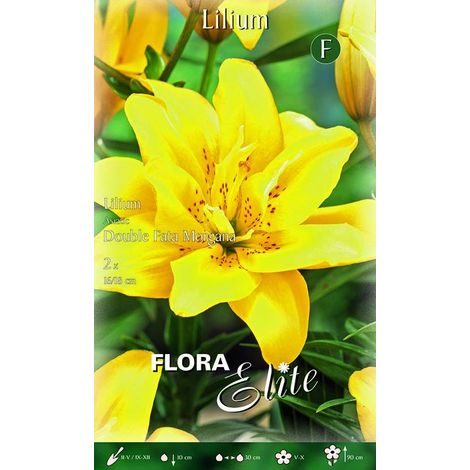 Lilium Giglio Double Fata Morgana (CONFEZIONE DA 2 BULBI)
