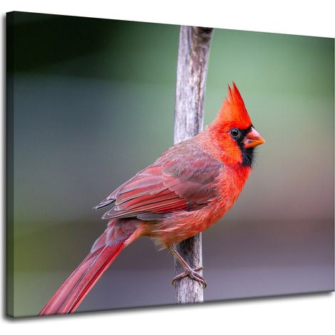 Impression sur toile Animaux Cardinal Oiseau 100x80 cm