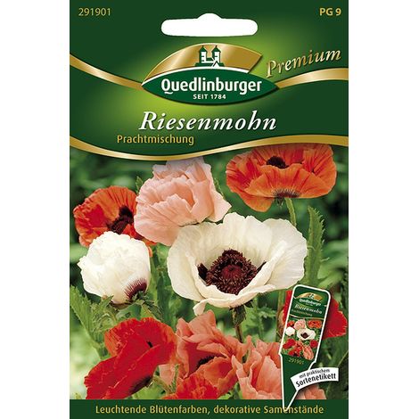 Quedlinburger Saatgut – Pavot d'Orient géant en mélange « Prachtmischung » – Graines de fleurs, vivace rustique, 80 cm