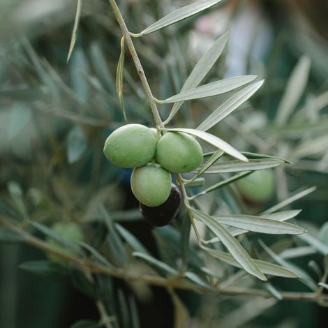 PIANTA DI ULIVO ASCOLANA da mensa in vaso 24 età 3/4 anni (foto reali)