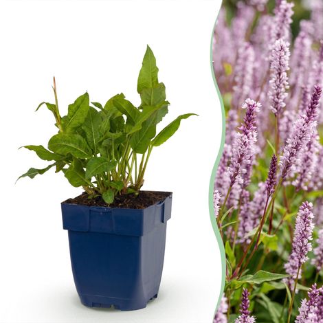 Renouée Persicaria amplexicaulis Rosea - Plante Vivace de Jardin - Fleurs Roses - Pot 11 cm - PANGIVO (1/5)