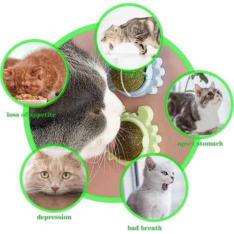 2 Pièces Jouet de Balle d'herbe à Chat, Jouet de Boules Cataire, Rotatif Cataire Jouets, Chat Boule Menthe, Naturel Cataire Balle, Jouet de Nettoyage des Dents pour Animaux de Compagnie MNS (1/4)