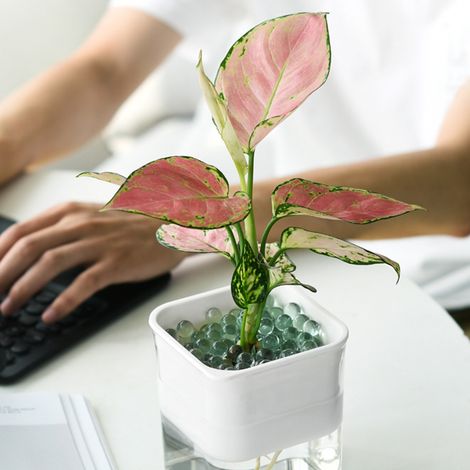 Lot de pots de fleurs automatiques en plastique transparent, design minimaliste, pour plantes d'intérieur comme pothos, avec système d'arrosage automatique, blanc (1/4)