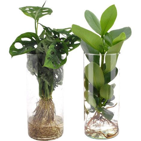 Duo Monstera et Clusia en Verre Cylindrique Décoratif - 2 Plantes - Pot 12 cm - Hauteur 25 à 40 cm - PANGIVO
