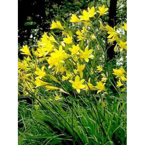 Lis d'un jour, Hémérocalle à fleurs d'asphodèle Godet de 8/9 cm (1/4)