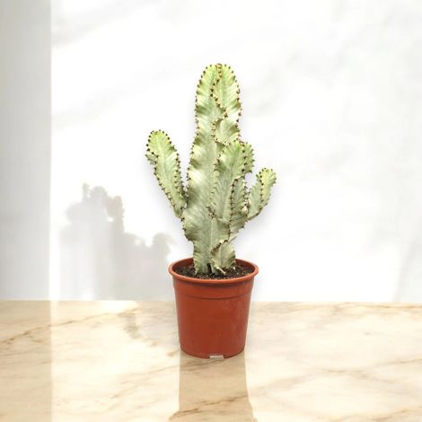 Gardenaria Euphorbia ingens variegata - Pianta da interno ornamentale - Altezza: 55 cm (vaso 20) (1/5)