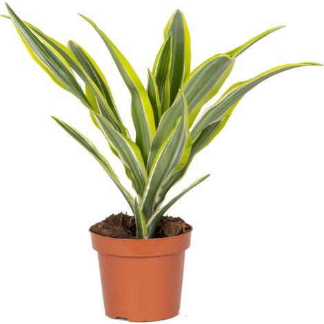 Bloomique - Dracaena Lemon Lime - Dragonnier - Plante d’intérieur - Dépolluante - Très facile à entretenir - Hauteur 20-30 cm - Pot 12 cm (1/4)