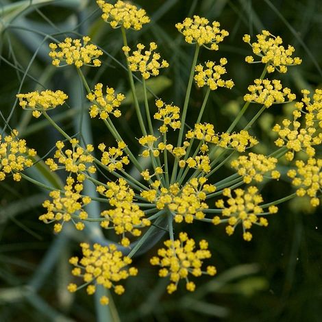 4 x Fenouil - Foeniculum vulgare  - godet 9x9 cm