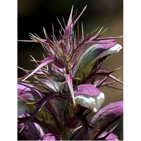 Acanthe épineuse Godet de 8/9 cm (1/4)