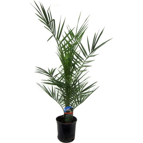 Palmier Phoenix Canariensis - Plante Verte Exotique Intérieur et Extérieur - 80 cm - Ø14 cm - PANGIVO