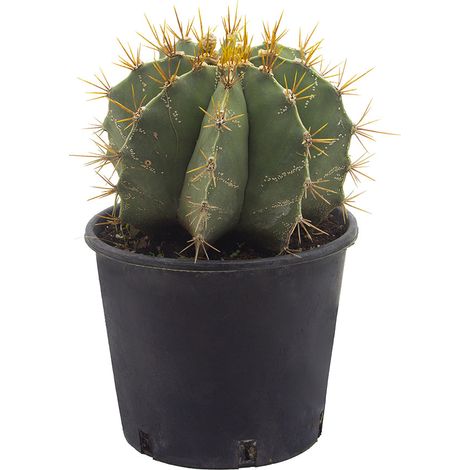 Astrophytum ornatum PICCOLO - cappello del prete - vaso 18 cm (1/2)