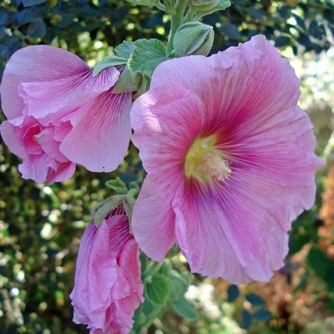 6 x Alcea Rosea 'Rosea' - Rose trémière en pot de 9 x 9 cm (1/4)