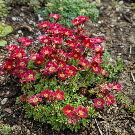 Bloomique - Lot de 6 - Saxifraga Carpet Purple Robe - Saxifrage - Floraison abondante - Rustique - Hauteur 10-20 cm - Pot 9 cm