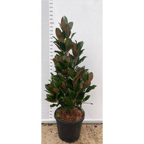 PIANTA DI MAGNOLIA GRANDIFLORA GALLISONIENSIS VASO CLT 30 H.125/150 (foto reale)