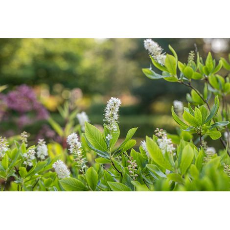 Silberkerzenstrauch Clethra alnifolia 7,5 L 60- 80 (1/5)