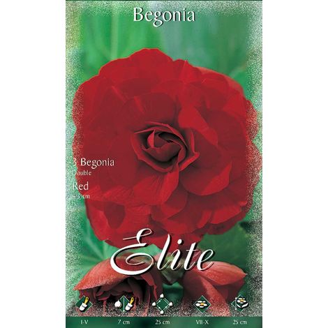 BEGONIA DOUBLE ROSSO (CONFEZIONE DA 3 BULBI)