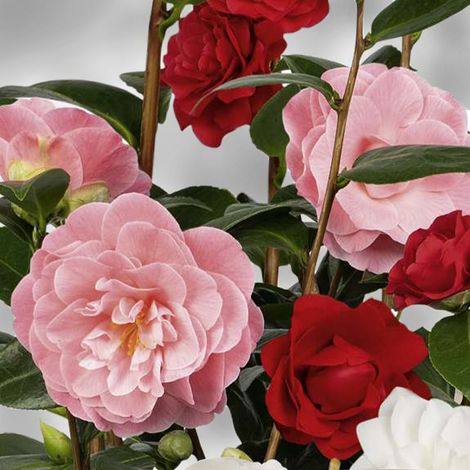 Camélia du Japon - Camellia Three Sisters  Pot de 6L/7L