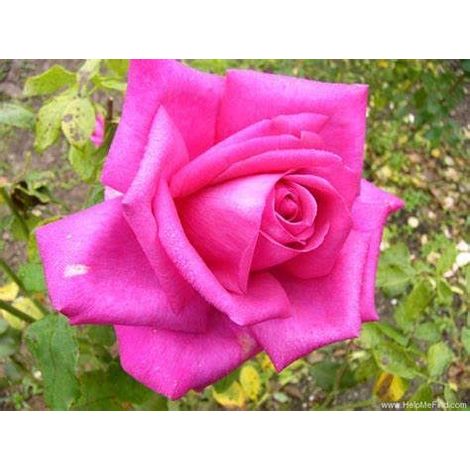 Rosa Wanda Ferragamo® - Rosa da Giardino a Grandi Fiori Rifiorente (1/4)