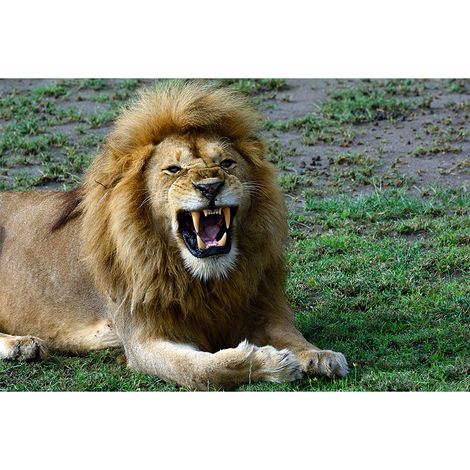 Papier peint panoramique nature lion Tapisserie panoramique animaux sauvages beige Papier peint panoramique original pour couloir (1/2)