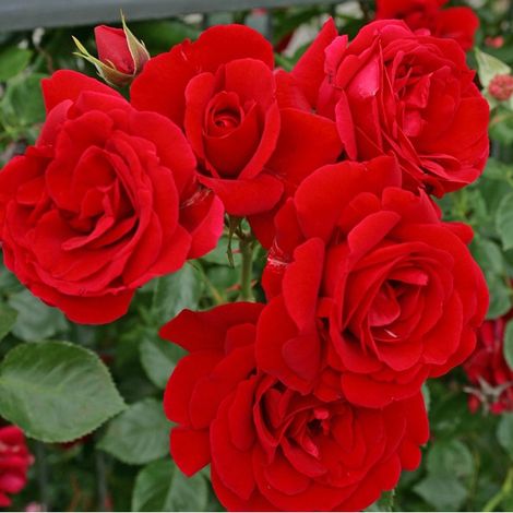 2 x Rosa - Rosier grimpante Kordes - Rosa 'Sympathie'