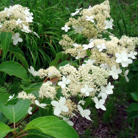 Hortensia paniculé 'Praecox' - 40-50 cm pot (1/4)