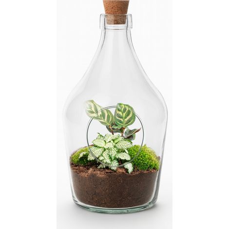 Terrarium Ouvert en Verre avec Calathea Makoyana et Fittonia Ruby Lime Plantes Naturelles 30 cm 3 L - PANGIVO (1/5)