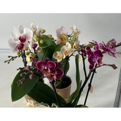 Orchidea Phalaenopsis Kolibrie in Vaso da 9cm Colori Assortiti