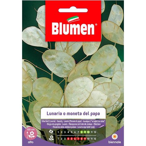 SEMI LUNARIA MONETA DEL PAPA