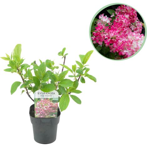 Hortensia Paniculé Pink Diamond - Arbuste à Grandes Fleurs Rose et Blanc - Pot 17cm - Hauteur 50cm - PANGIVO (1/5)