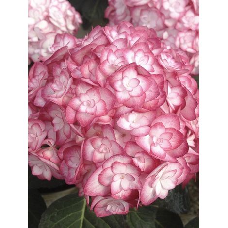 Hortensia 'Miss Saori' Pot de 4L/5L (1/3)