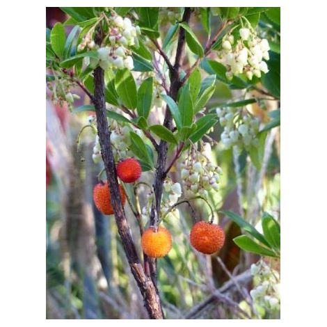 Arbousier, Arbre à fraises 'Compacta' Pot de 7,5L/10L