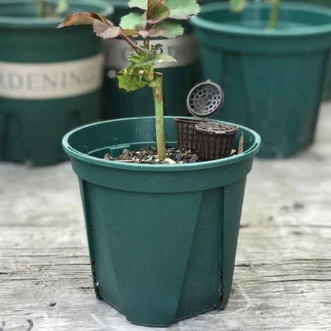 Panier engrais bonsaï - 50 pièces, Boîtier plastique fertilisation - Pot diffuseur plante - Lot jardinage Box Cuneary (1/5)