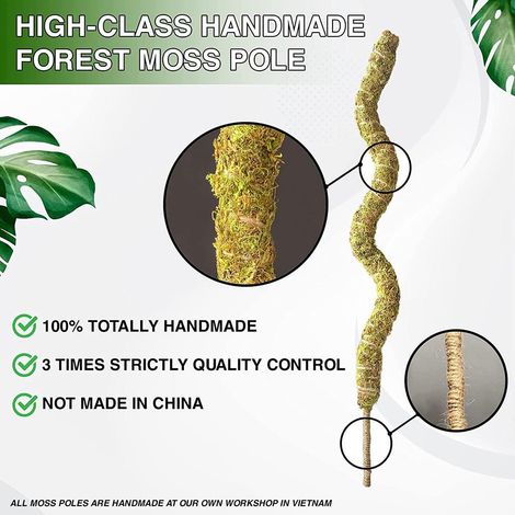 Tuteur en mousse véritable pour Monstera, flexible et idéal pour les plantes grimpantes d'intérieur. (1/5)