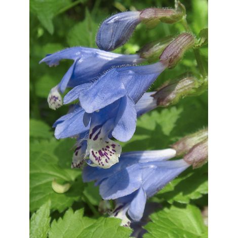 Meehania 'Japan Blau' Godet de 8/9 cm (1/2)