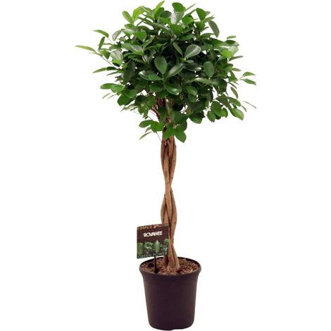 Ficus Microcarpa Moclame - Plante d'Intérieur Verte Décorative - Pot Ø 23 cm - Hauteur 110 cm - PANGIVO (1/4)