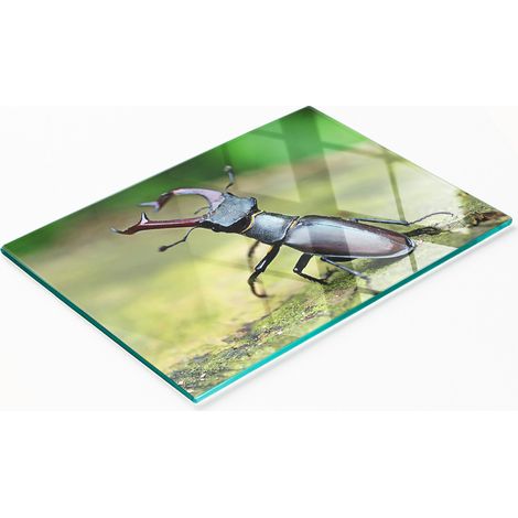 Tavoletta decorativa multifunzionale da cucina in vetro temperato a forma di scarabeo, 80x52 cm (1/5)