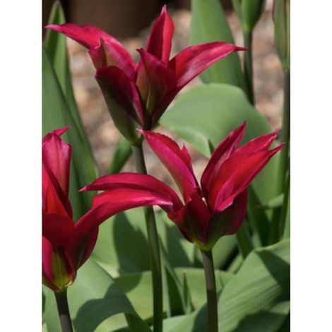 Tulipe viridiflora 'Doll's Minuet' Bulbe calibre 11+ (par 10) (1/2)