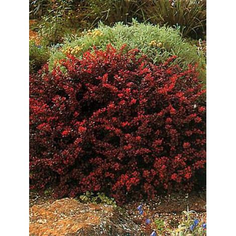 Épine-vinette de Thunberg 'Bagatelle' Pot de 2L/3L (1/2)