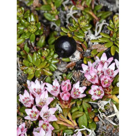 Camarine noire Pot de 10 cm/11cm (1/2)