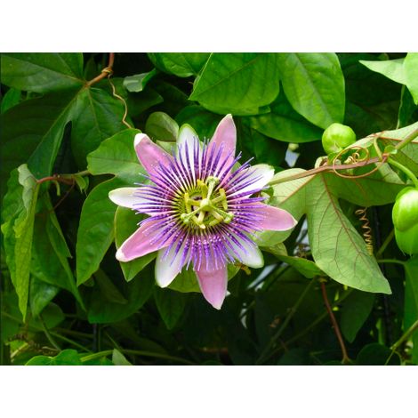 Passiflora Imperatrice Eugenia pianta rampicante in vaso ø9 cm