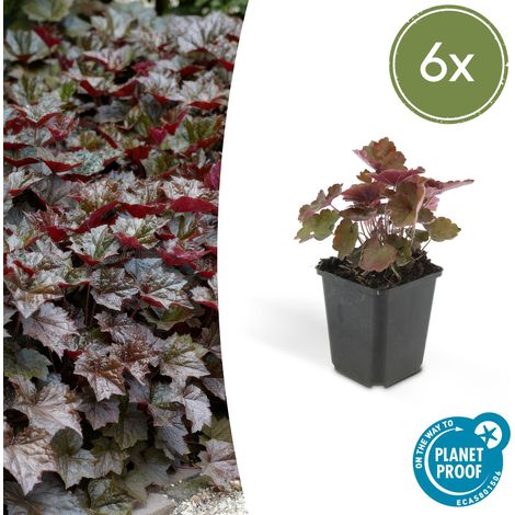 Heuchère Palace Purple - Lot de 6 Plantes Vivaces - Feuillage Pourpre - Pot Ø 9 cm - 10-25 cm - PANGIVO (1/5)