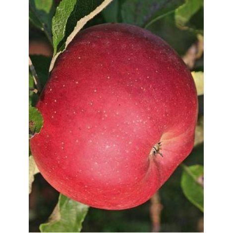 Pommier 'Melrose' Pot de 7,5L/10L, Gobelet (1/3)