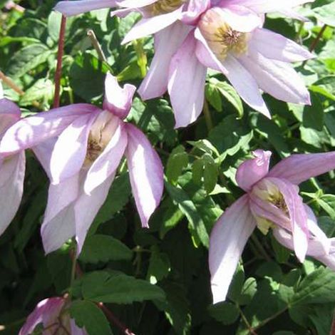 Clématite - Clematis 'Pink Flamingo' - 50-60 cm pot (1/4)