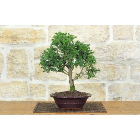 Bonsai di Tasso (12) (1/5)